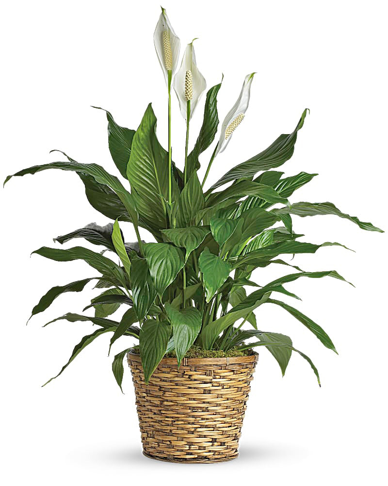 Elegant Spathiphyllum