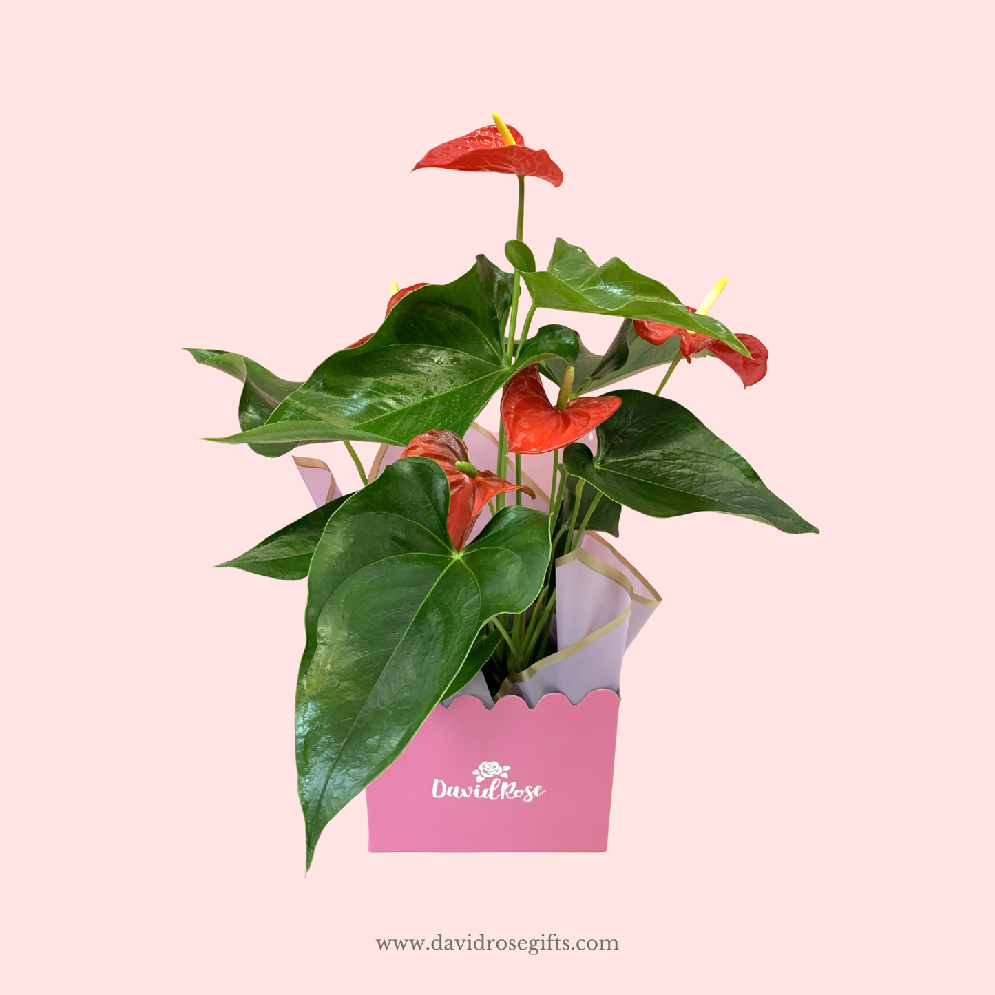 Anthurium Plant