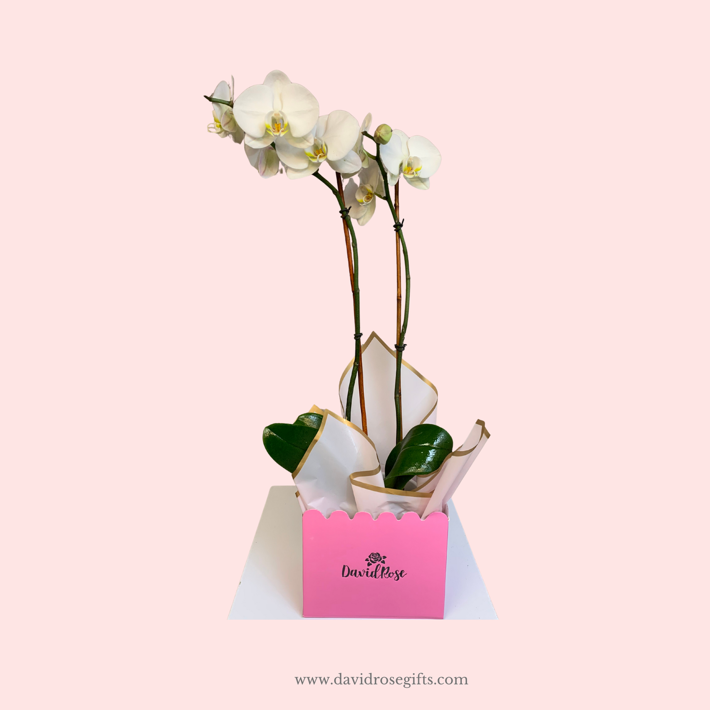 David Rose Orchid - White