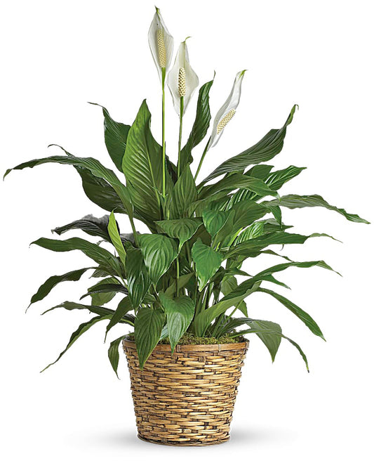Elegant Spathiphyllum
