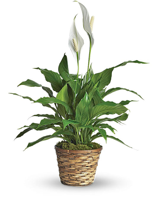Elegant Spathiphyllum
