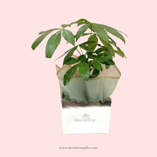 Money Tree Plant