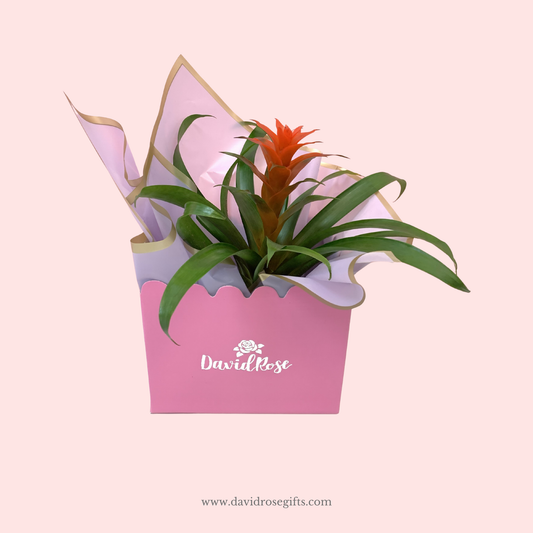 Bromeliad Plant