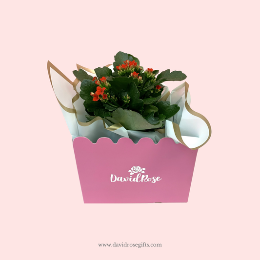 Kalanchoe Plant