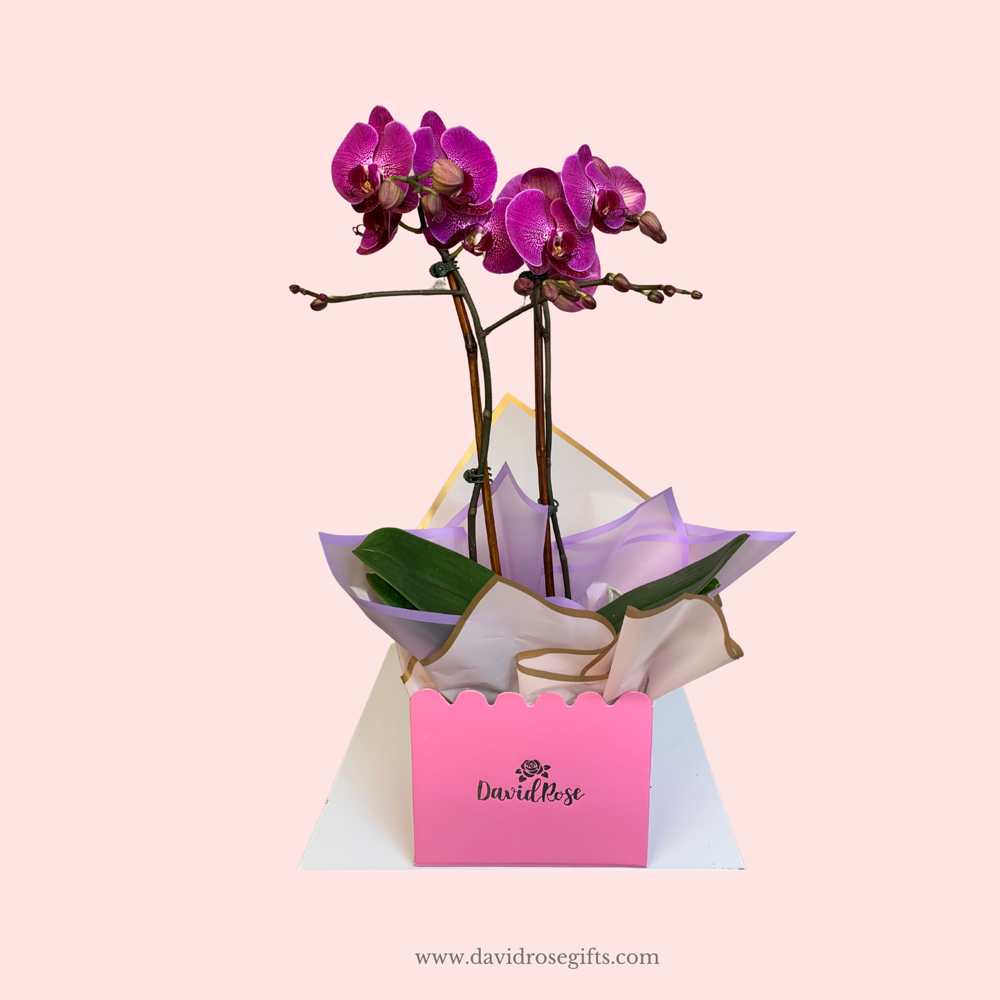 David Rose Orchid- Hot Pink