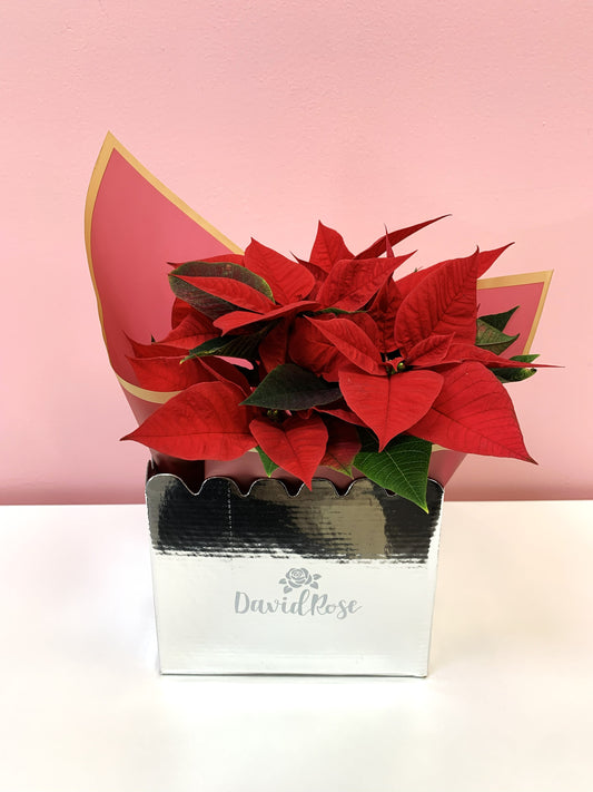 Poinsettia Christmas Plant